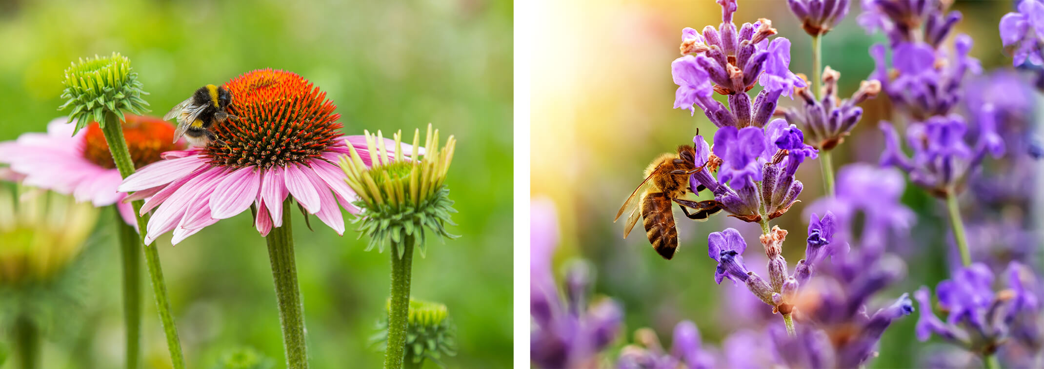 2 images: a bumble bee on a coneflower; and a honey bee on some lavender