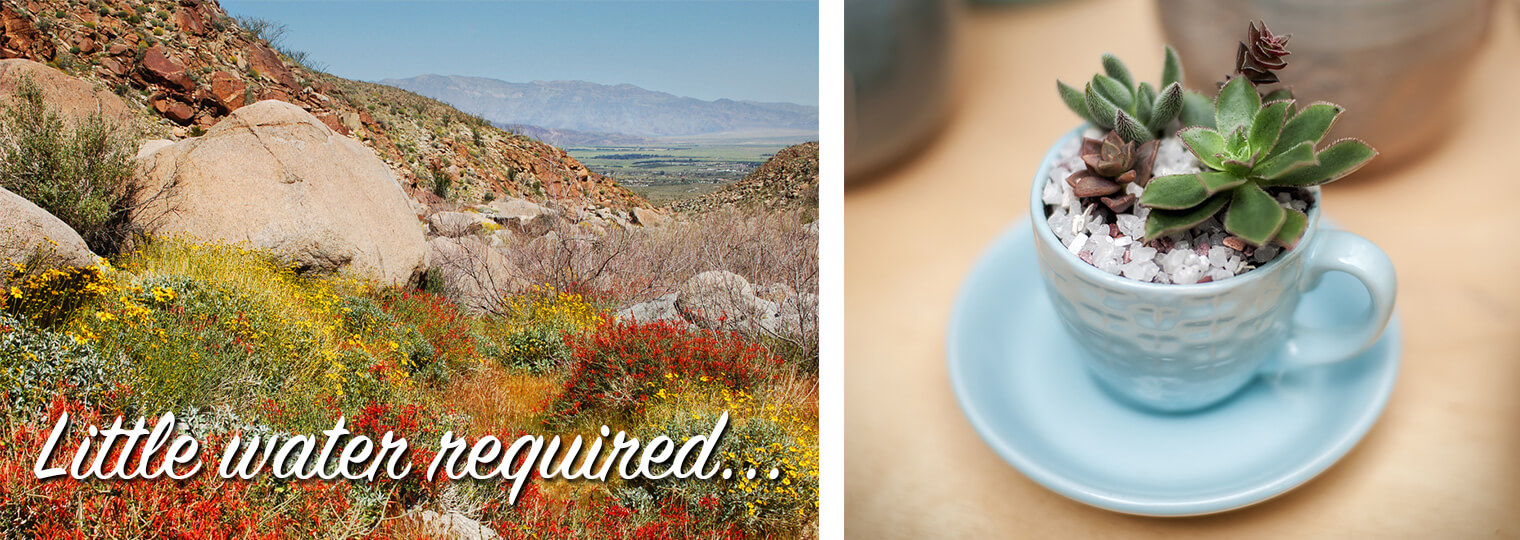 Succulent and hills collage