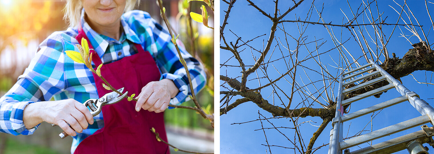 Woman pruning tree