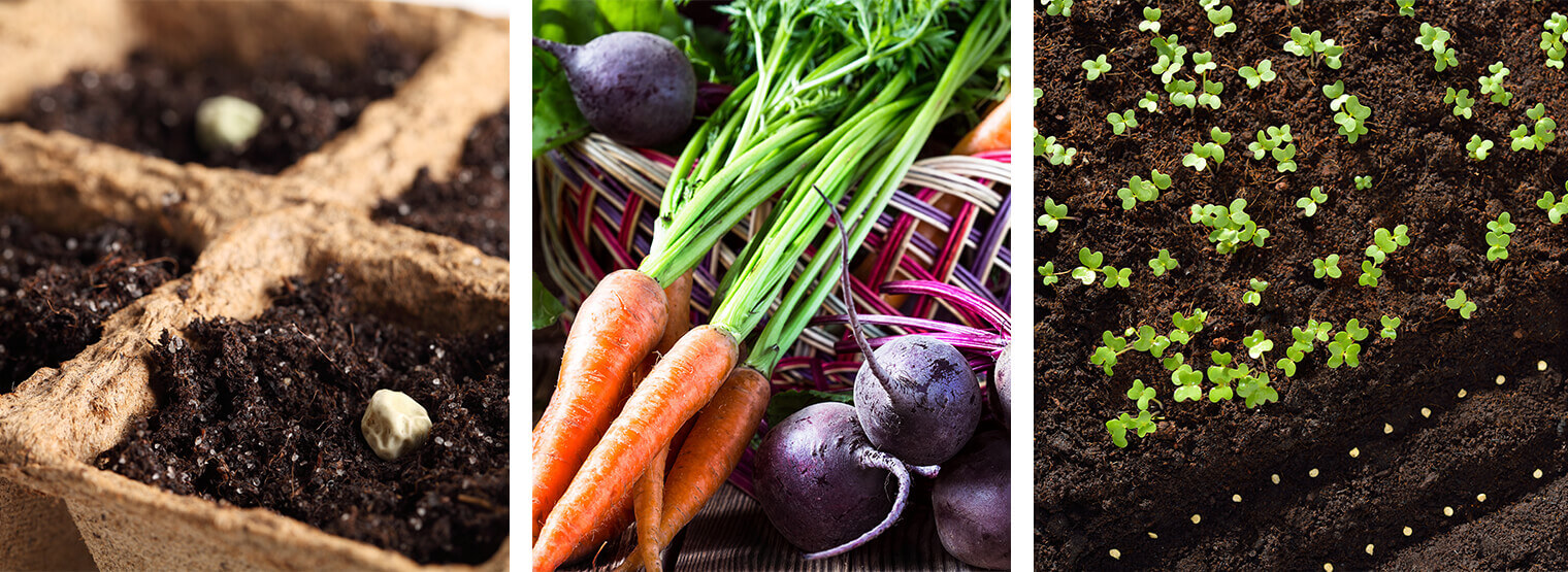 seeds and carrots collage