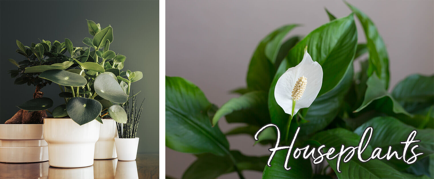 2 images: a variety of houseplants in white pots with a green wall in the background; and a closeup of a peace lily with white text on it that reads "Houseplants"