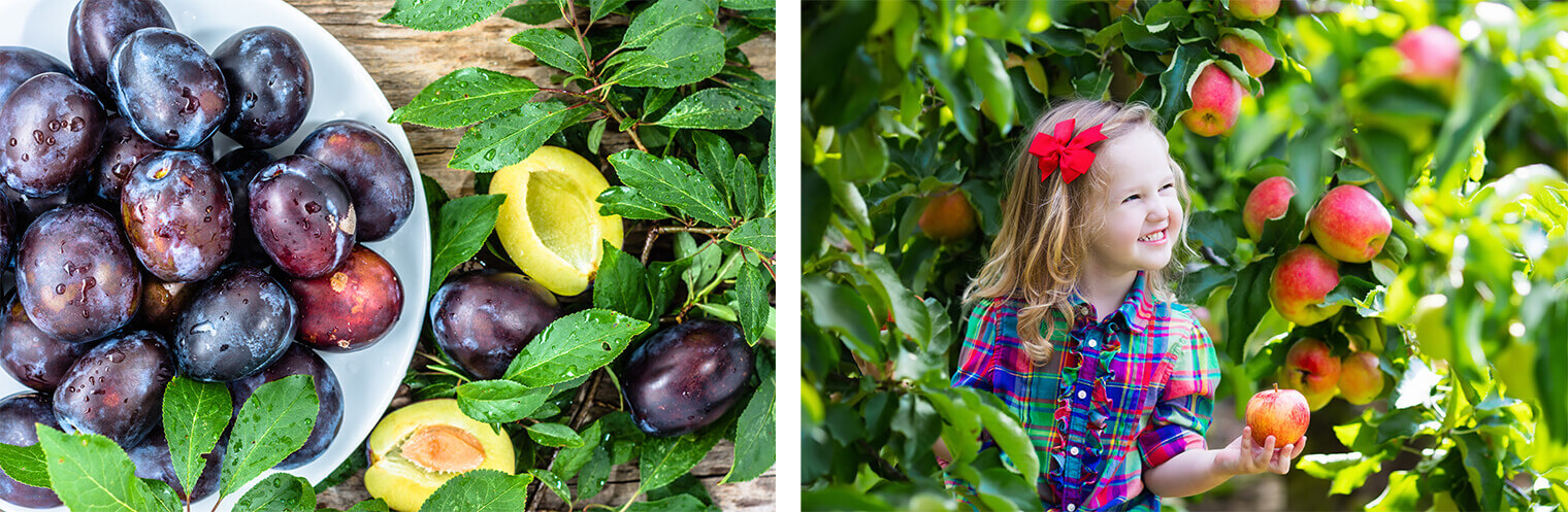 Fruit and child