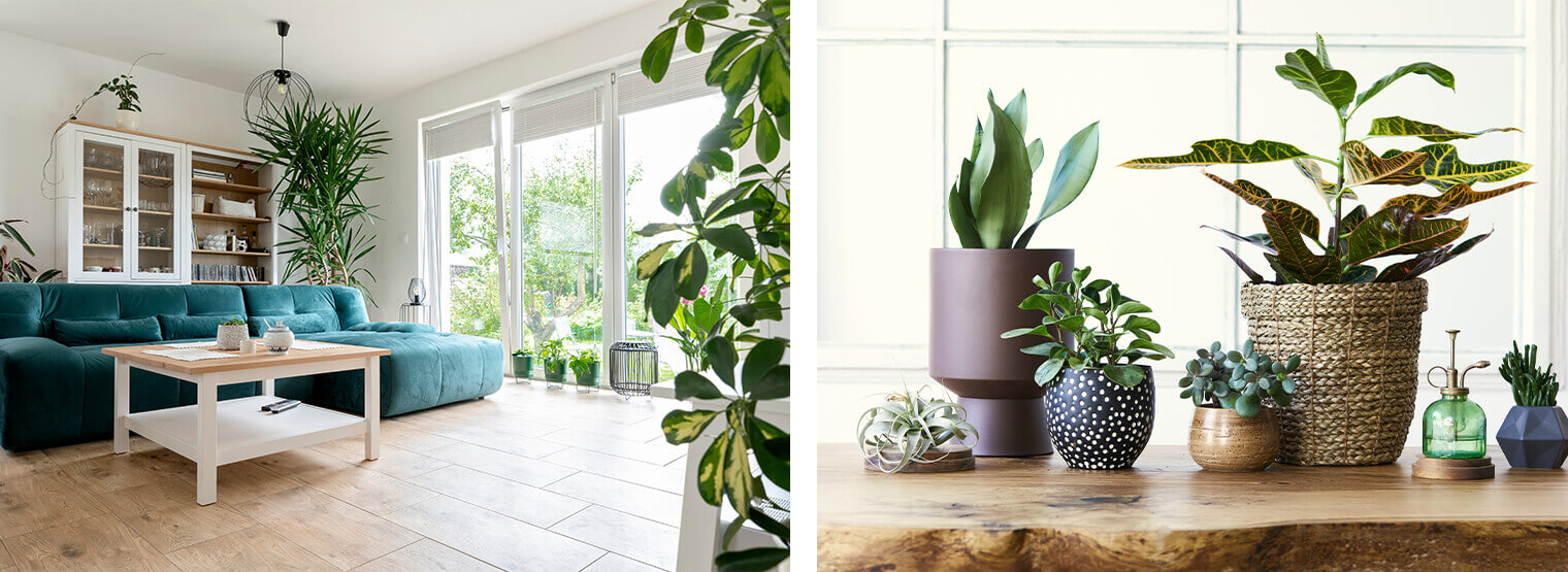 Winter houseplant care