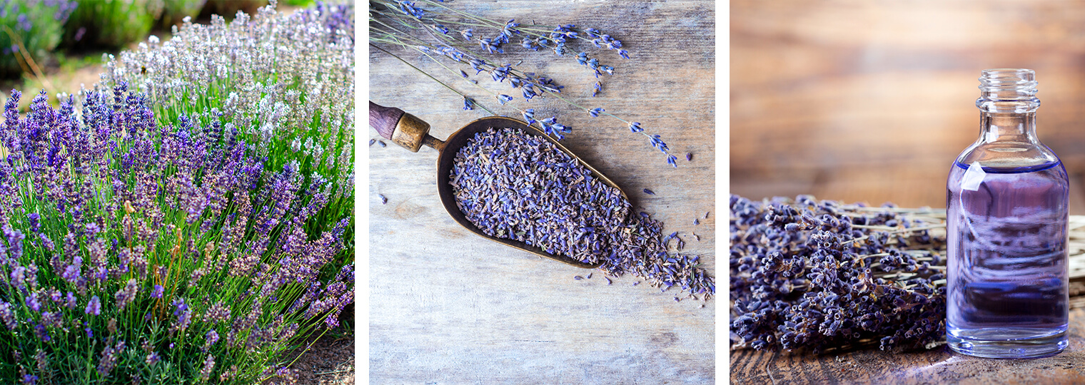 Lavender flowers