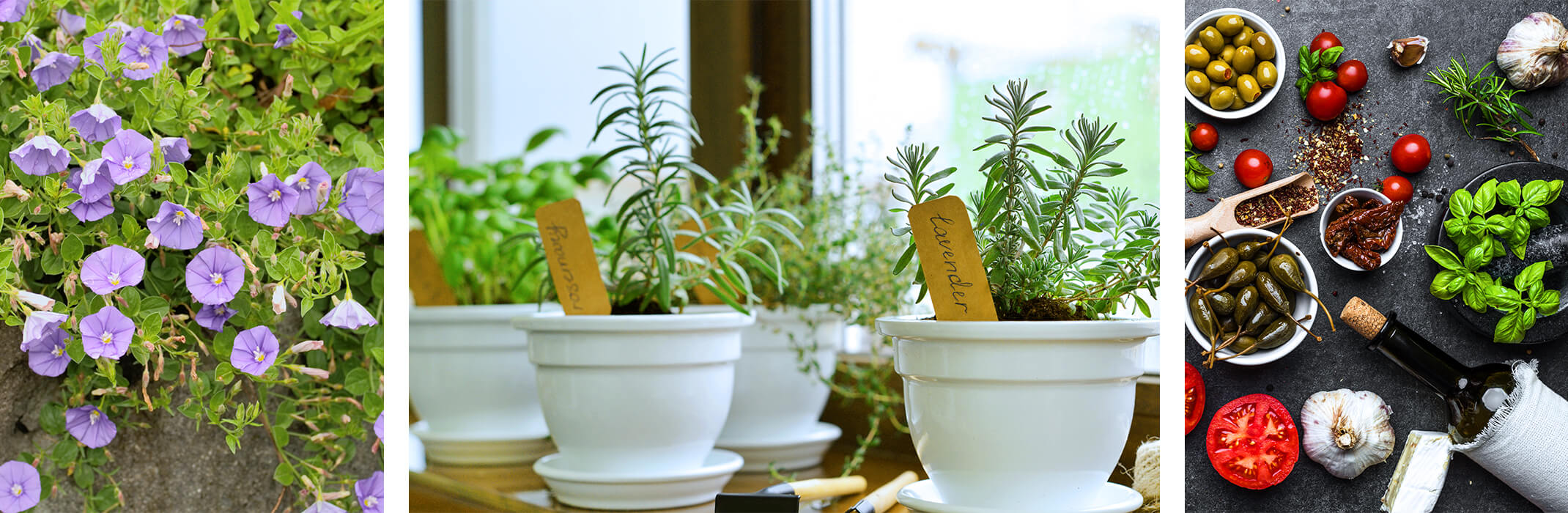 Flowers and vegetables in pots