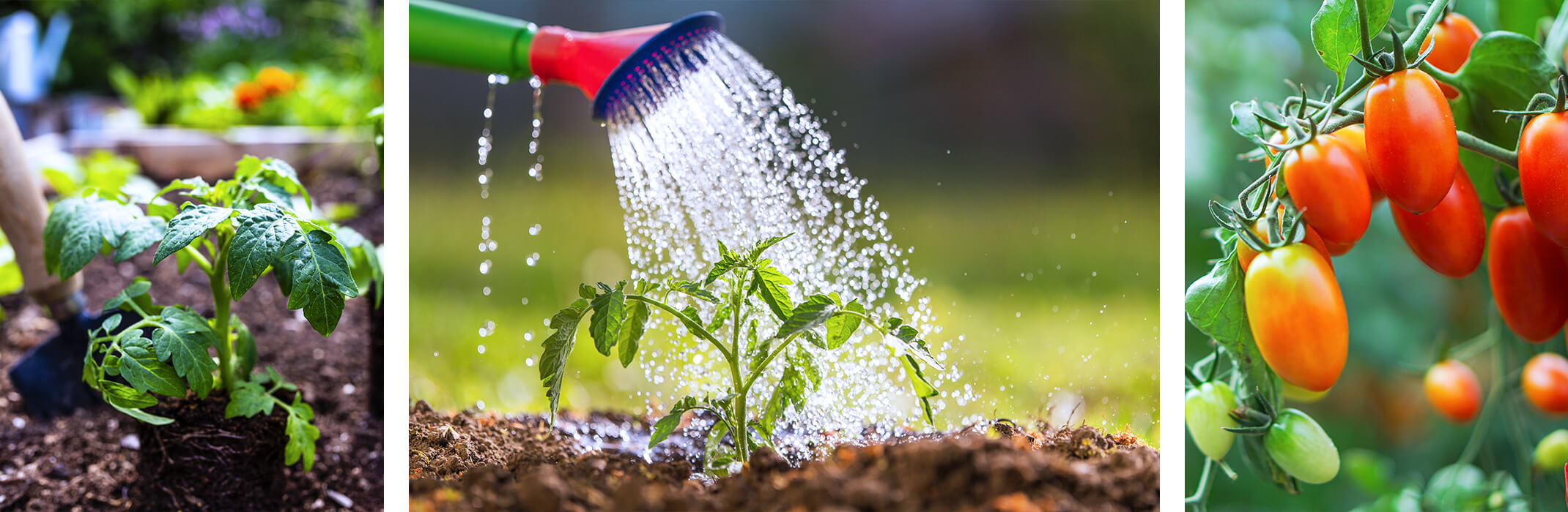 Tomato gardening