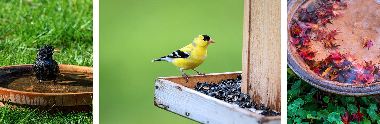 birdbath collage