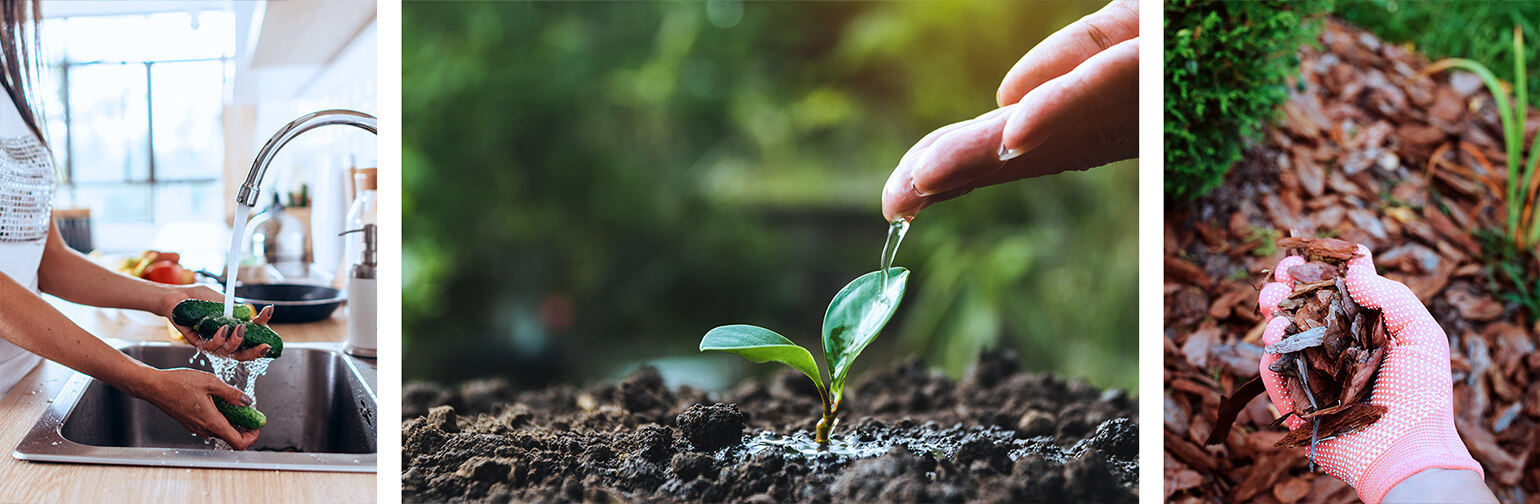 Plants growing in soil