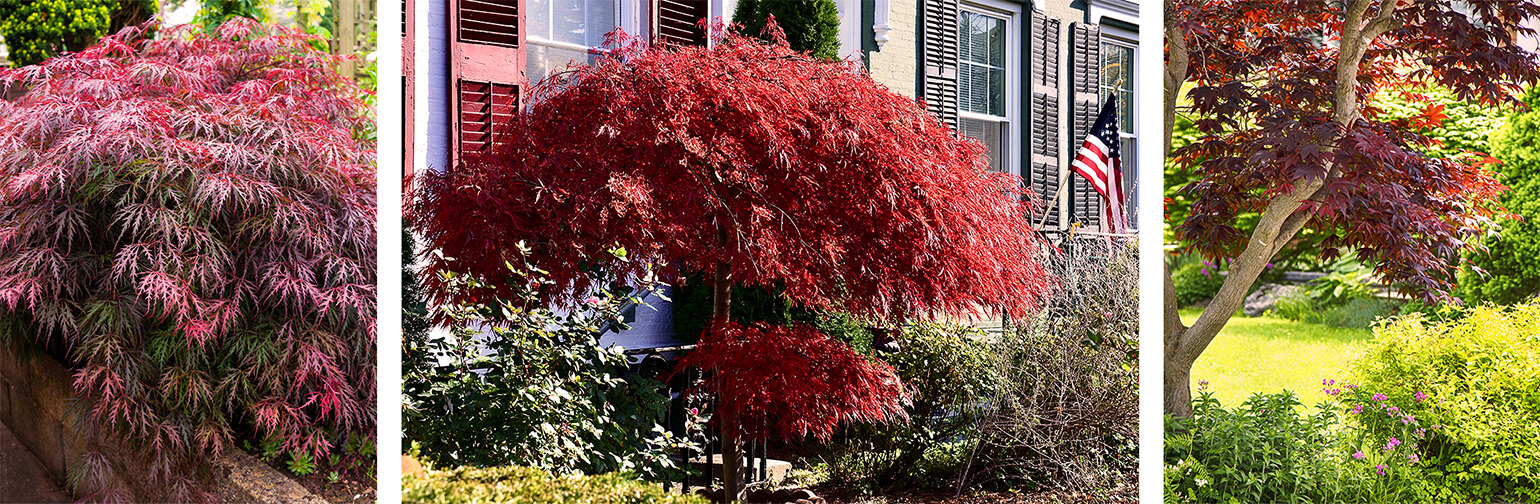 Landscape Design With Japanese Maples, Japanese Maple Landscaping