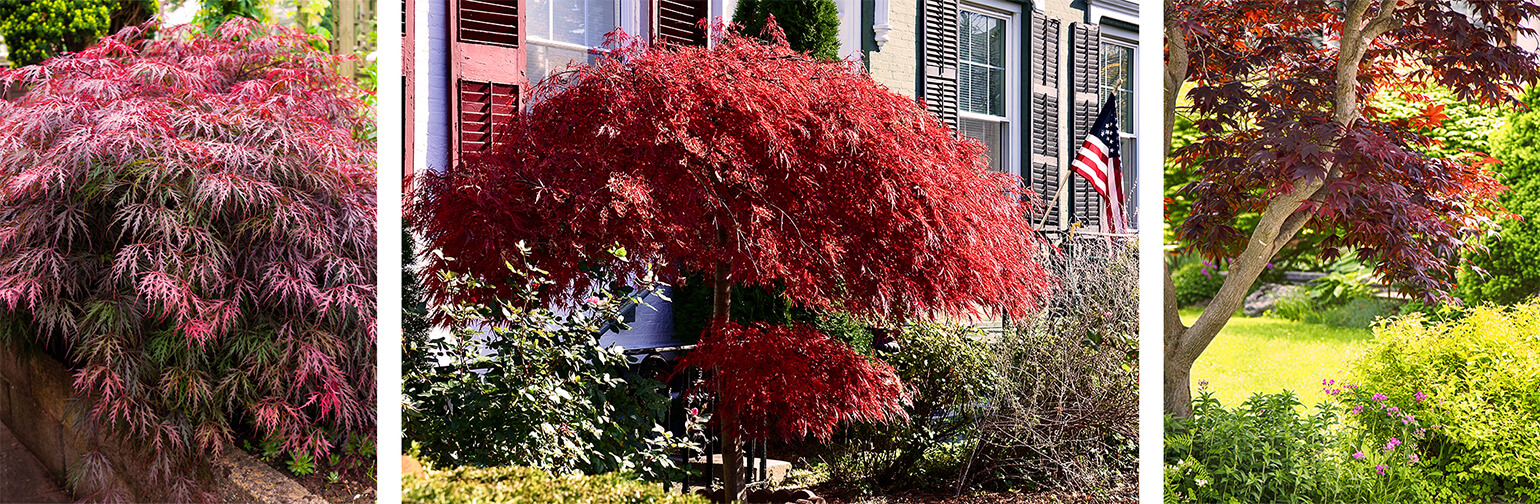 Japanese maple trees