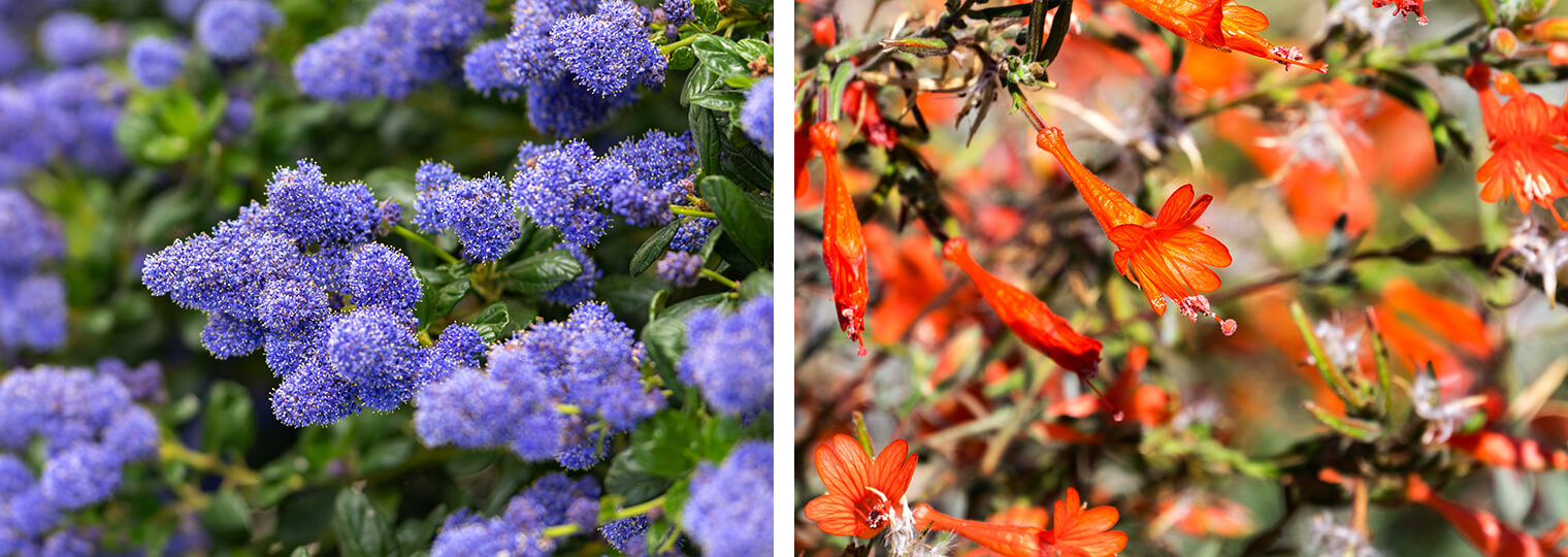 Flowering shrubs