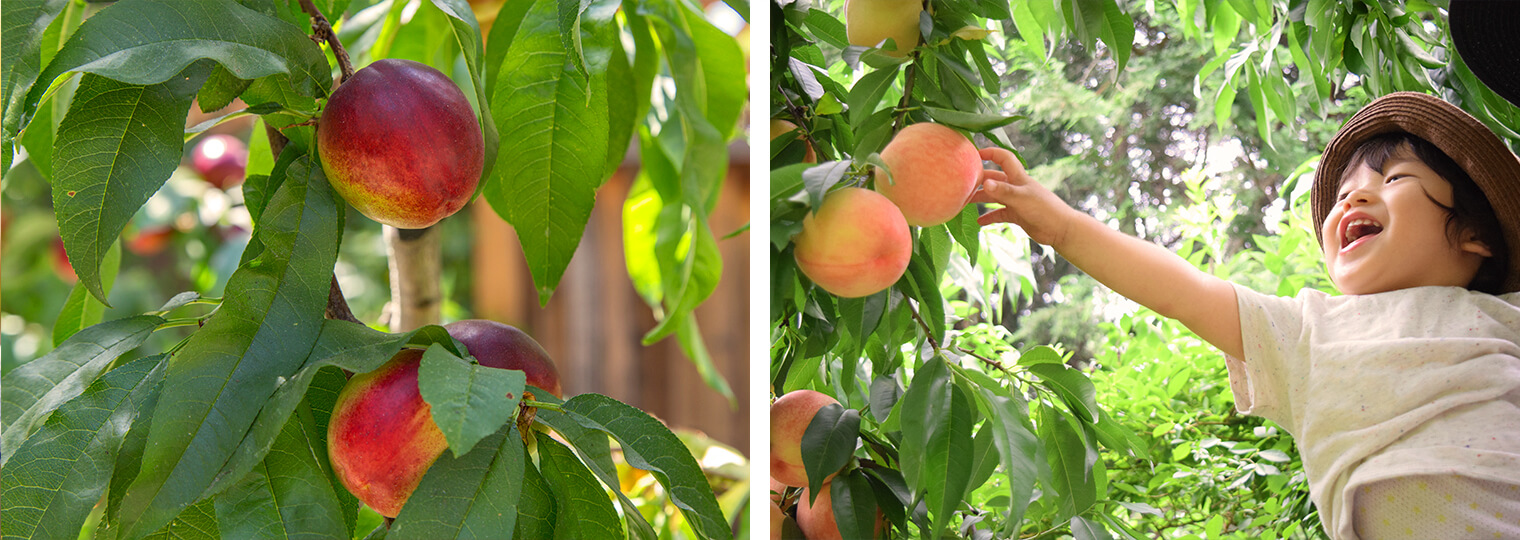 Fruit trees