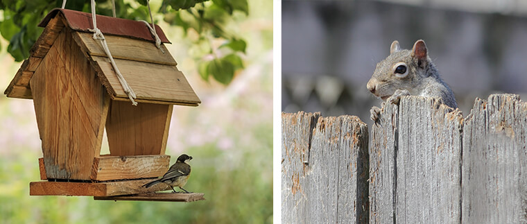 Birdhouse with a visiting bird and squirrel on fence