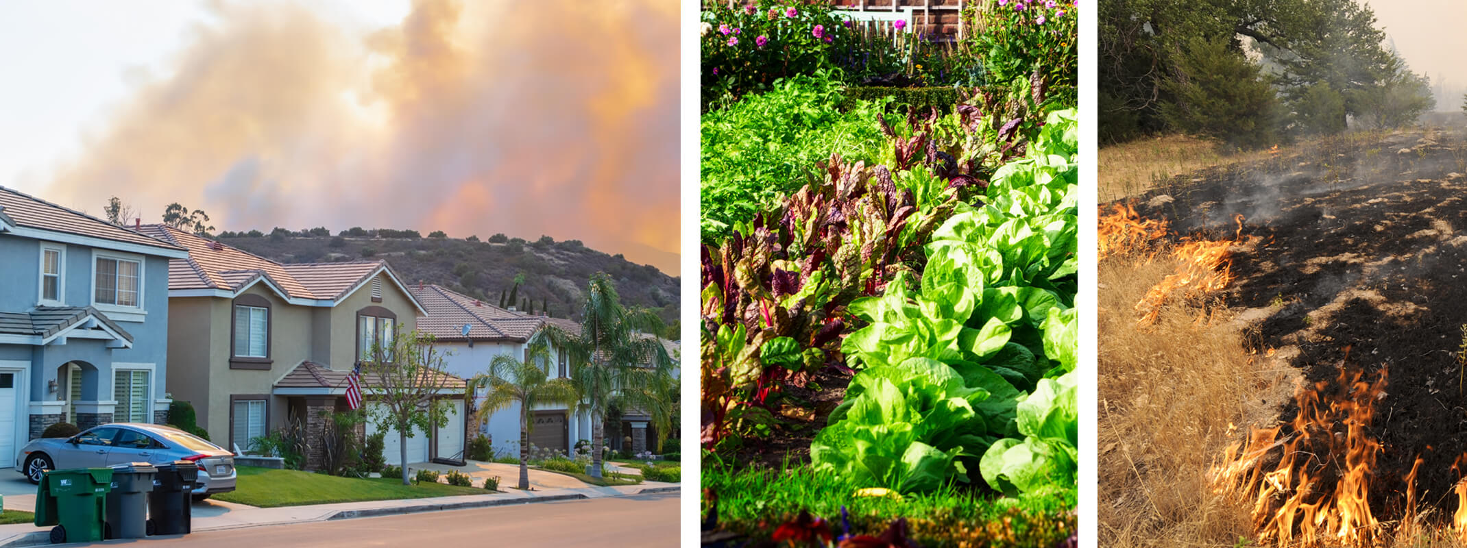 3 different images -the first is homes in a neighborhood with a wildfire in the hills behind, the second image is a lush healthy garden full of lettuce and other edibles and the third image is a grass fire with trees in the background