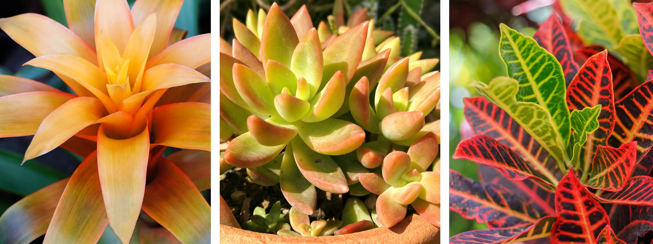 3 images of fall colored houseplants with the first image being a bromeliad with a peachy orange color, stonecrop sedum and croton