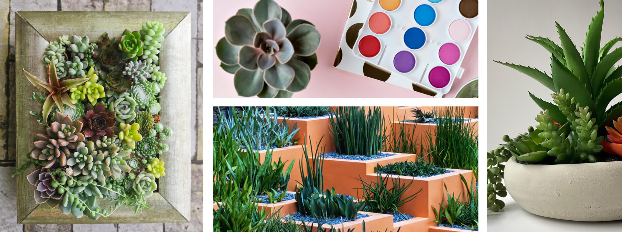 4 images succulents in frame second image of succulent next to paints third image of tiered  rock garden with plants and succulents planted and a forth image of a white bowl with succulents