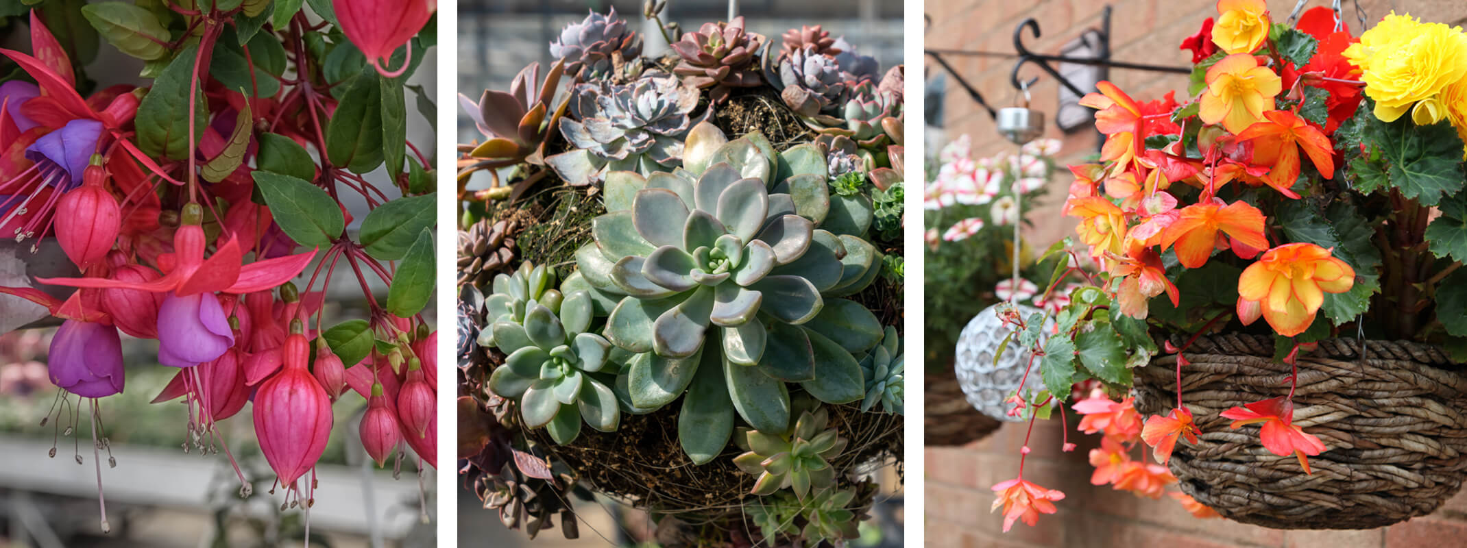 3 images with the first being a fuchsia hanging basket, the second is a succulent ball and the third is a orange and yellow begonia hanging basket