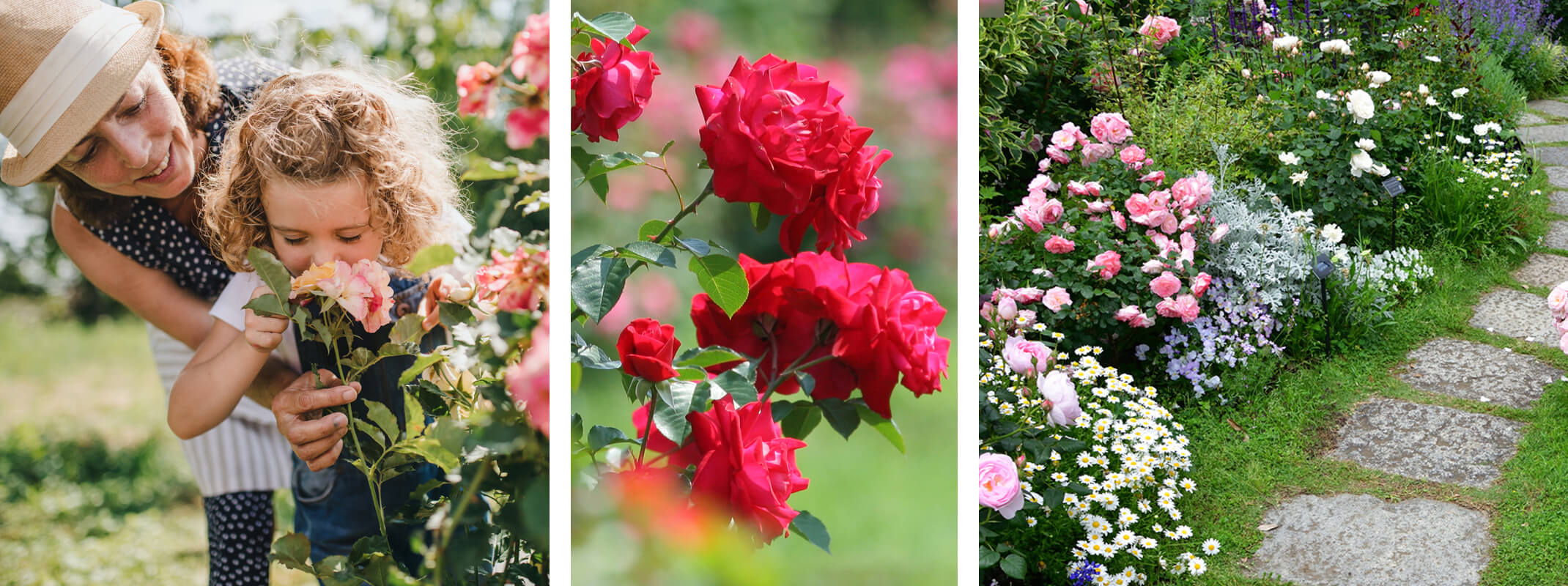 3 images with the first being a mother and her daughter smelling roses and the second red roses growing in the garden and then the third image roses in a garden mixed with other flower and a path running down the middle