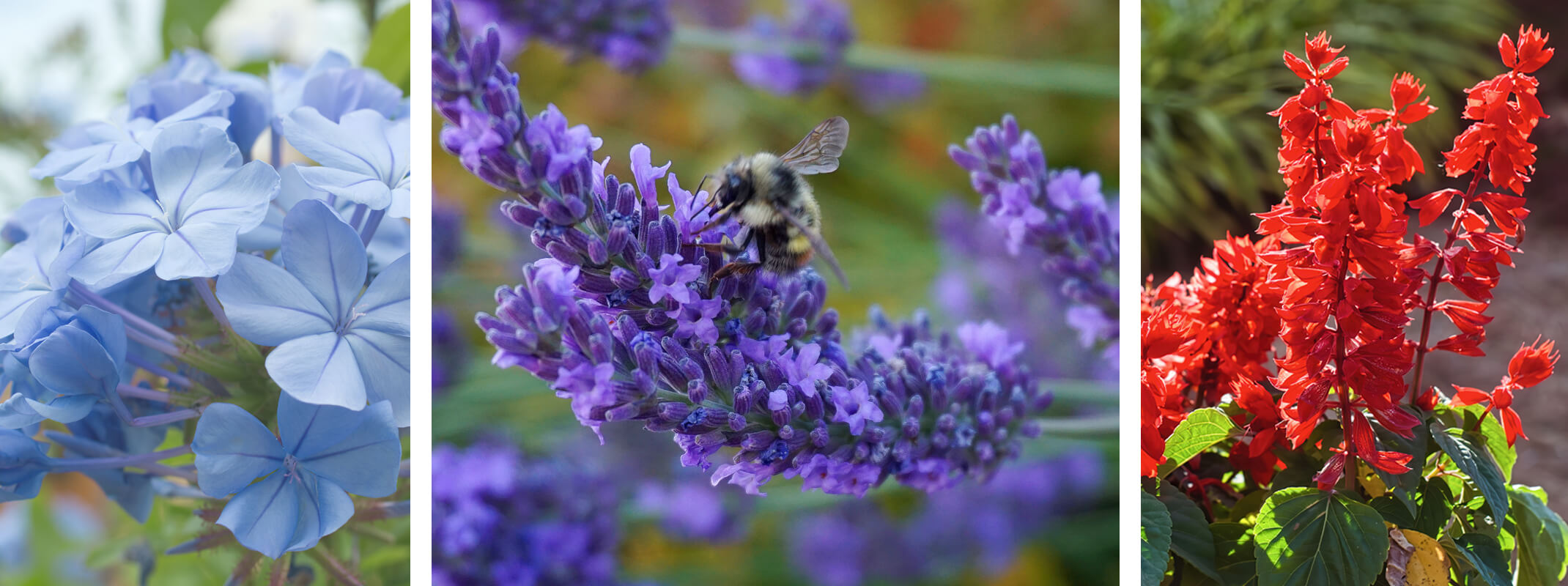 3 images with the first image being wild blue phlox, the second image lavender and the third image is salvia