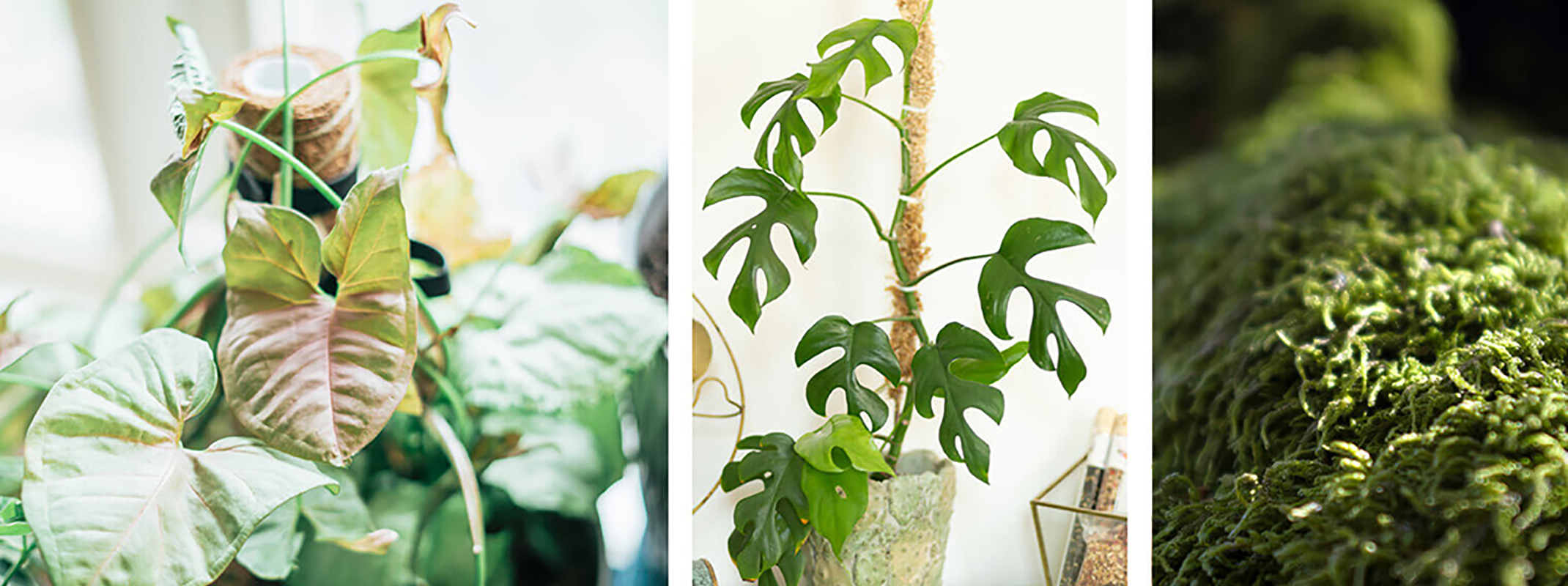 3 image of houseplants with diy moss poles in the houseplants in the first two images and the last is a clos up of moss