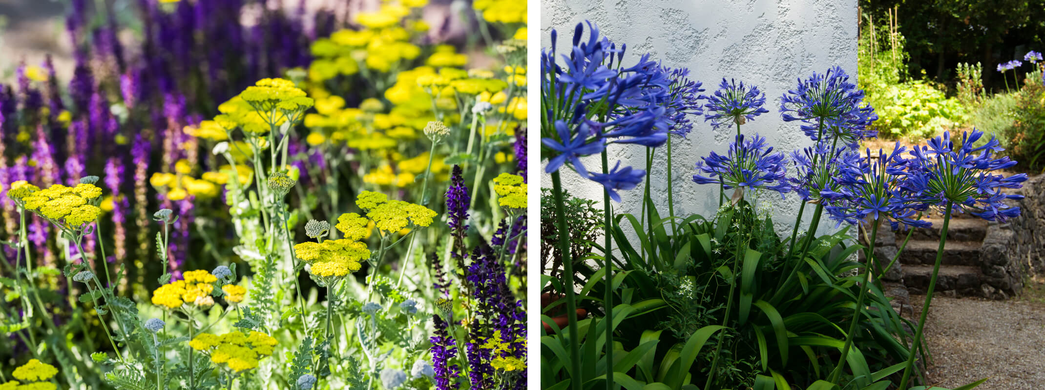 2 images with the first showing yellow yarrow and salvia and the second agapanthus growing next to a white stucco walled home