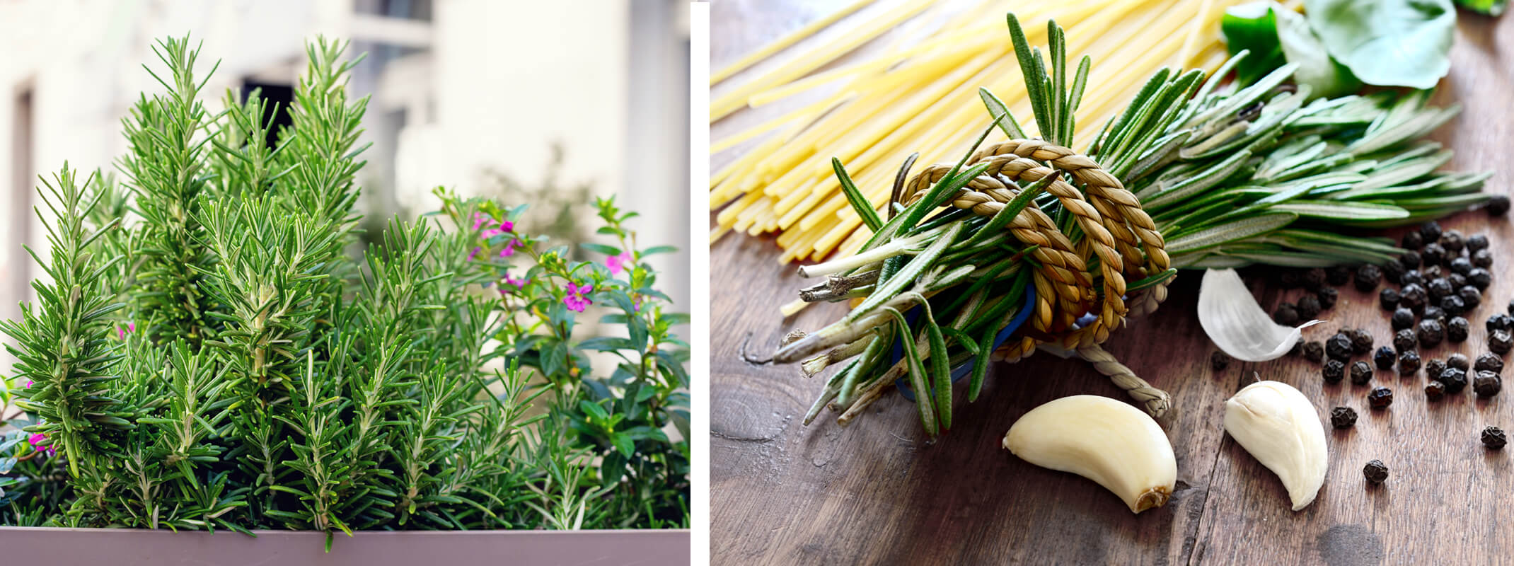 2 images of rosemary with the first of rosemary growing in a planter on a balcony and the second image shows rosemary clipped and tied  in twine next to fresh garlic and peppercorns and dried pasta