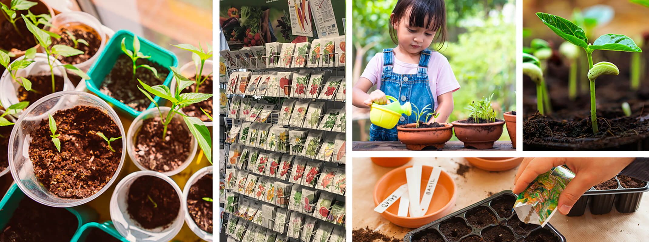 multiple images with the first being seedlings growing from multiple containers in a bright window, the second image is a display of botanical interests seeds another image of a little girl watering seedlings, a forth image of a person sprinkling seeds into a seed tray and a fifth image of a seedling shooting up from the dirt.