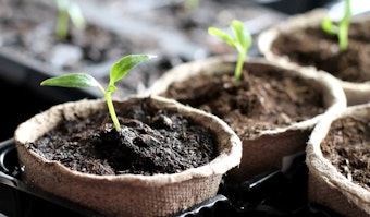 seedlings in biodegradeable pots in seed trays