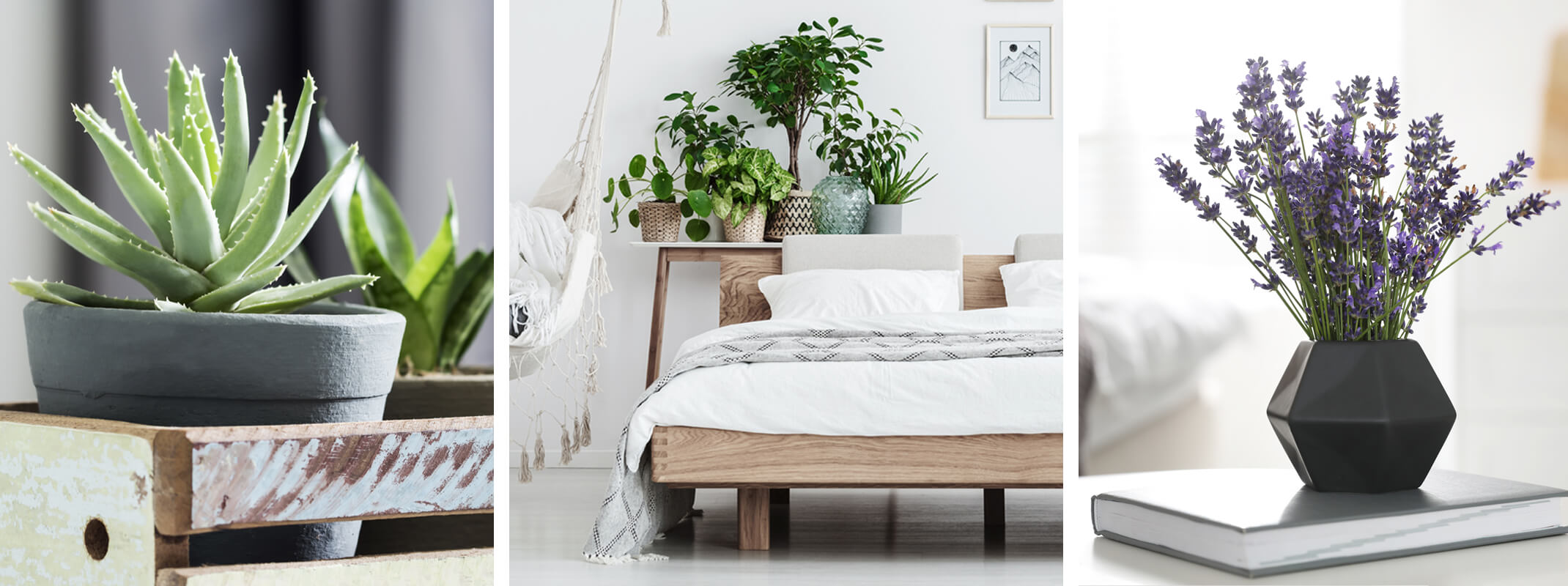 3 different images with the first showing an aloe vera plant in a gray clay pot next to a snake plant and both are in a wooden crate, the second image is a nice light airy bedroom with houseplants sitting behind the headboard and the third image is a geometrical black vase sitting on a book with fresh cut lavender inside
