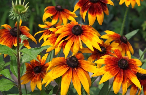 rudbeckia perennial flowers