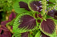 coleus plant green with purple center coleus plant green with purple center and little blooms of purple flowers