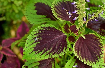 coleus plant green with purple center and little blooms of purple flowers