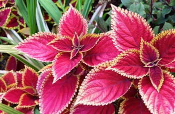 Coleus plant with slightly purplish pink leaves edged in a light yellow, surrounded by other green foliage