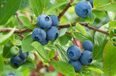 blueberry bush with fresh ready to pick blueberries