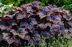 dark purple or black heuchera or coral bells perennial