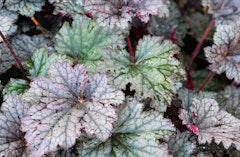 plum pudding heuchera or coral bells perennial