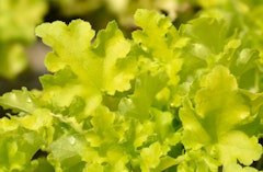 lime heuchera or coral bells perennial