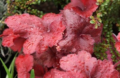 fire alarm heuchera or coral bells perennial