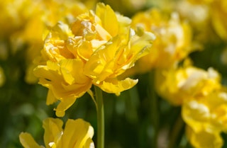 yellow margarita tulips from tulip bulbs