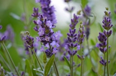 lavender lavandula angustifolia