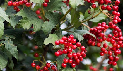 viburnum shrubs with berries