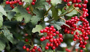 viburnum shrubs with berries