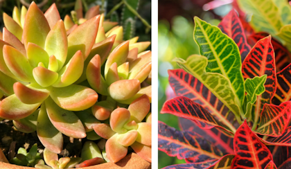 two images with the first being a stonecrop or sedum and the second a croton houseplant