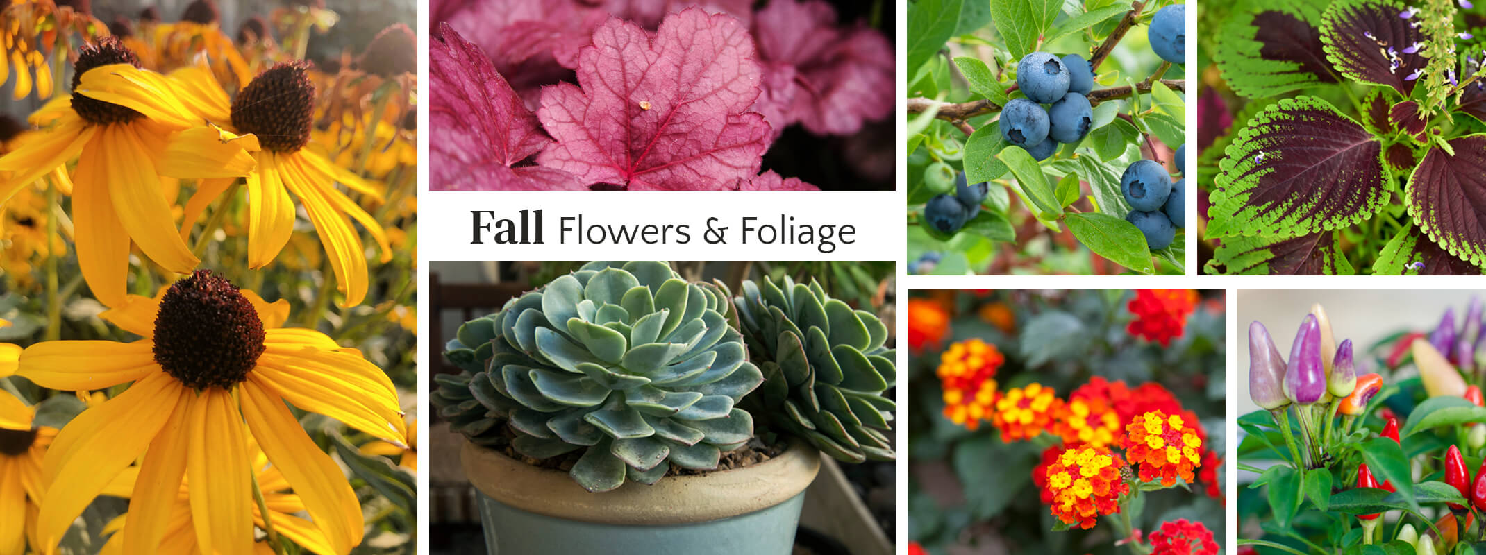 6 different fall images combined into one with the words 