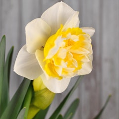 spring flowering bulbs that produced westward narcissus daffodils