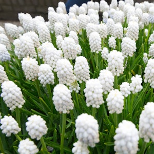 spring flowering bulbs that produced muscari siberian tiger