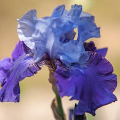 spring flowering bulbs that produced best bet bearded iris 