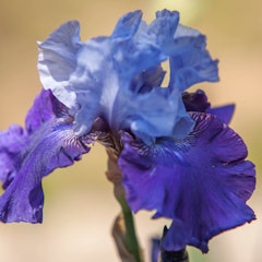 bearded iris best bet spring bulbs spring flowering bulbs that produced best bet bearded iris