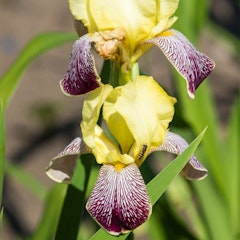 spring flowering bulbs that produced blatant bearded iris 