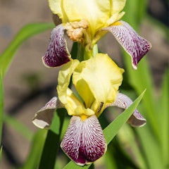 bearded iris blatant spring bulbs spring flowering bulbs that produced blatant bearded iris